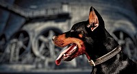 Wach und Meldehund